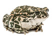 Toad green, lat. Bufo viridis, isolated on white background