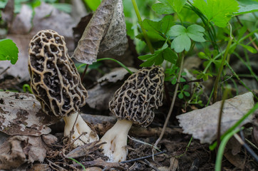 zwei speisemorchel im fruehling