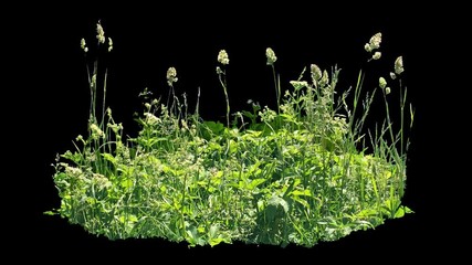 Wall Mural - Beautiful piece of high grass, real shot green plant blowing on the wind, isolated on alpha channel with black white luminance matte, perfect for film, digital composition, projection mapping