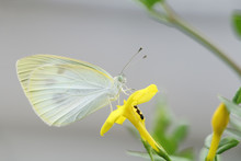 White Butterfly And Ant On Yellow Flower