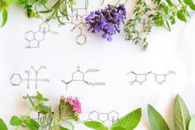 Medicinal Herbs On Science Background