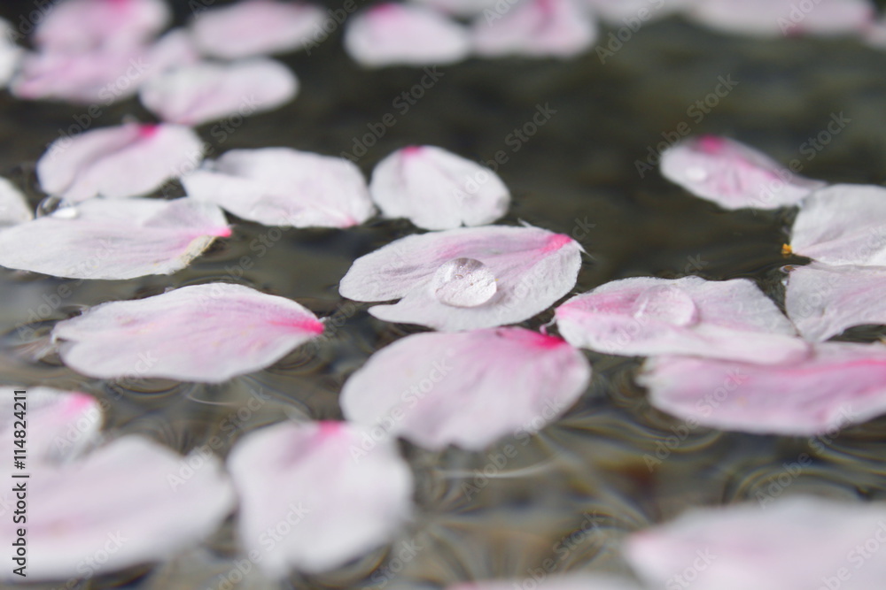 水面に浮かぶ桜の花びら の Stock フォト | Adobe Stock