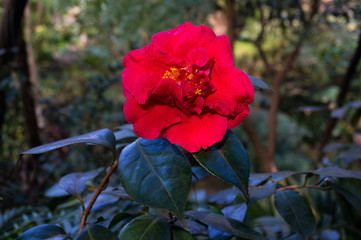 Wall Mural - Bright red camellia flower in full bloom against exotic green foliage background. Camellia flower surrounded with tropical lush leaves. Close up, selective focus, space for text