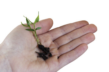 Wall Mural - the green sprout in hand