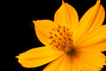 Background Black And Yellow Flowers
