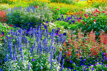 Blossoming flowerbeds in the park