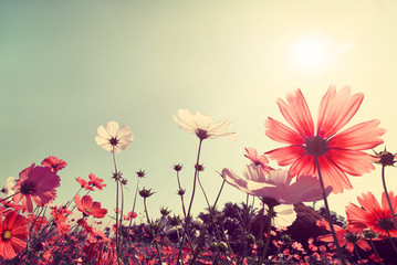 Wall Mural - vintage landscape nature background of beautiful cosmos flower field on sky with sunlight. retro col