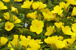 field primrose (oenothera)