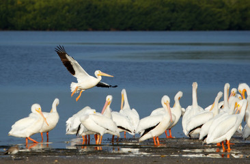 white pelicans at ding darling national wildlife refuge