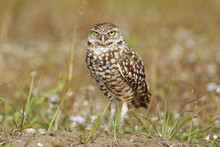 Burrowing Owl Standing On The Ground