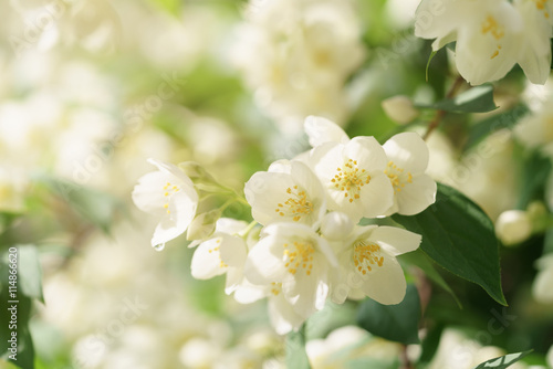 Fotografía Jasmine flowers blossoming on bush, summertime photo