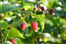 Red Raspberries On The Branch