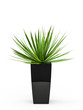 Decorative palm bush isolated on white background. 3D Rendering, 3D Illustration.