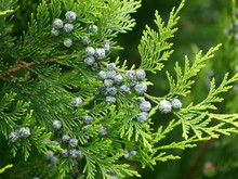 Thuja Branch With Cones