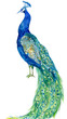 peacock. illustration watercolor