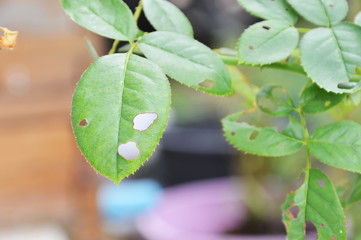 rose leaf with hole by insect feeding