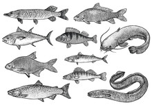 Scale, Fin, Water, Food, Fish, Illustration, Engrave, Line, Drawing, Vintage, Vector, Fishing