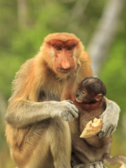 Wall Mural - Proboscis Monkeys mother and baby