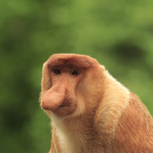 Proboscis Monkey Adult Male Portrait