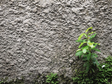 Old Dirty Wall With Plant
