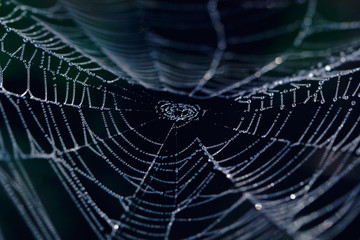 Wall Mural - spider web