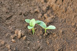 © zilvergolf - Young pumpkin sprouts in the planting