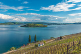Fototapeta  - Vineyard by the lake of Biel, Switzerland