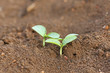 © zilvergolf - Young pumpkin sprouts in the planting