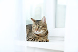 Fototapeta Koty - Beautiful cat lying on the windowsill, close up