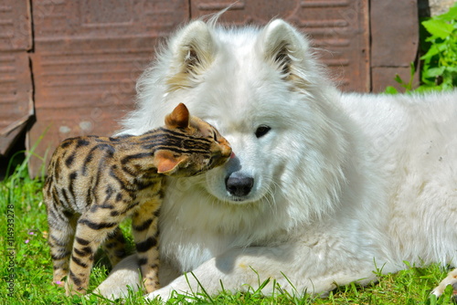 Láminas Chien et gato, perro samoyède et chat de Bengala