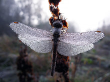 Dragonfly Drops Of Morning Dew Free Stock Photo - Public Domain Pictures