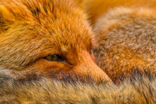 Close Up Of The Head Of Resting European Red Fox