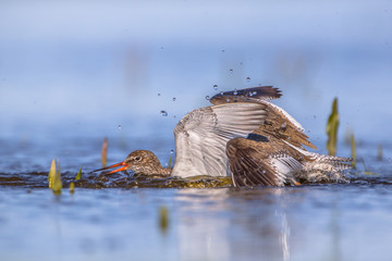 Wall Mural - Two fighting Common redshank