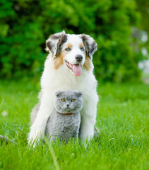 Poster - Australian shepherd puppy and cat sitting together on the green grass.