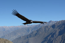 Flying Andean Condor In Canyon Colca