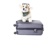 Corgi Dog On Suitcase Isolated On White Background