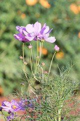 Wall Mural - Pink cosmos flower in garden