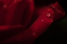 Elegant Red Rose Macro