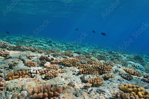 Underwater Landscape On The Ocean Floor Corals On The Upper Fore