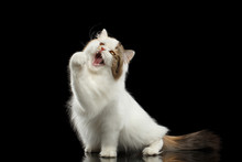 Playful Scottish Highland Straight Cat, White With Red Color Of Fur, Catching And Raising Up Paw, Hunting With Opened Mouth, Isolated Black Background, Front View, Mad Looks