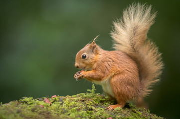Wall Mural - red squirrel eating