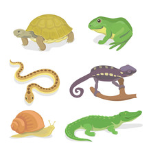 Reptiles And Amphibians Decorative Set Of Crocodile Turtle Snake Chameleon Icons In Cartoon Style Isolated Vector Illustration