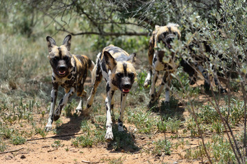 Wall Mural - african wild dogs