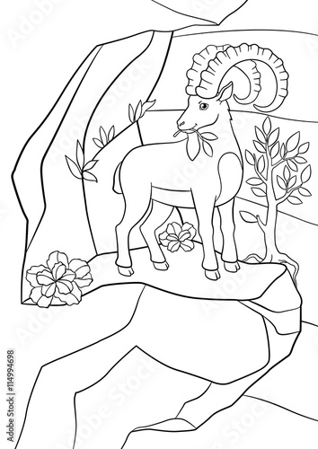 Coloring pages. Cute ibex with great horns. - Buy this stock vector and
