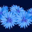 Cornflower. Blue flower. Texture, background seamless
