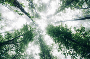 Wall Mural - trees growing toward sky in forest