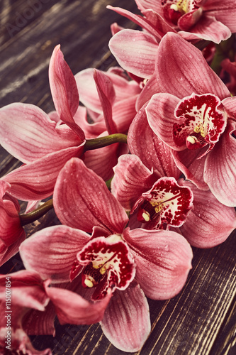 Orchid flowers with drops of water