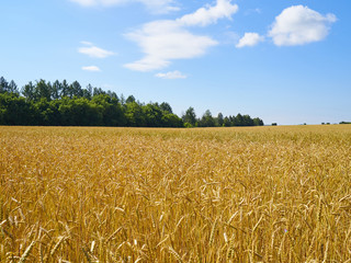 A wheat field, fresh crop of on a sunny day. Rural Landscape