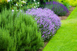 Beautiful, summer garden with blooming lavender and various plants