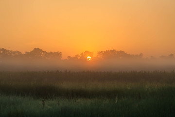 Wall Mural - dawn on the field in the morning